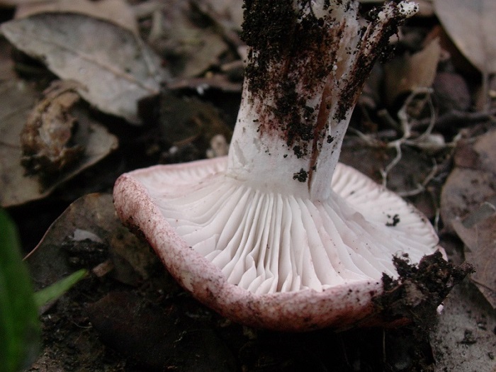 879 Dicembre vecchio ritrovamento